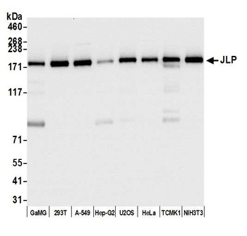 JLP Antibody