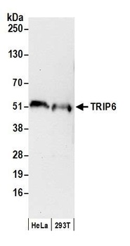 TRIP6 Antibody