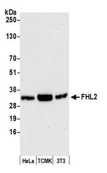 Rabbit anti-FHL2 Antibody