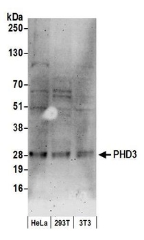PHD3 Antibody