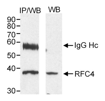 Rabbit anti-RFC4 Antibody