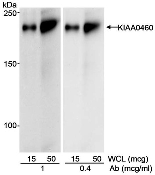 Goat anti-KIAA0460 Antibody