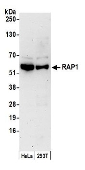Rabbit anti-RAP1 Antibody
