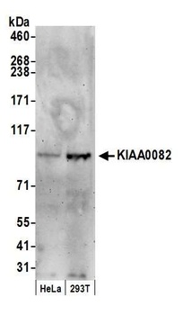 Rabbit anti-KIAA0082 Antibody