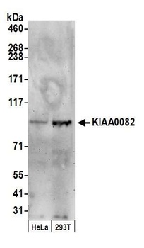 KIAA0082 Antibody