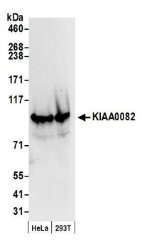 Rabbit anti-KIAA0082 Antibody