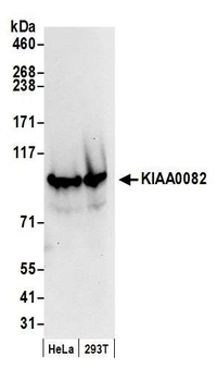 KIAA0082 Antibody