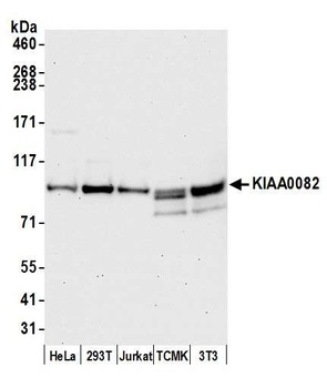 KIAA0082 Antibody