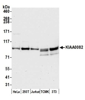Rabbit anti-KIAA0082 Antibody