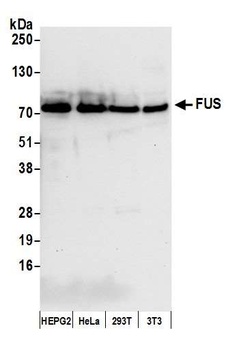 FUS Antibody