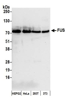 Rabbit anti-FUS Antibody