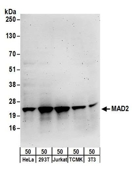MAD2 Antibody