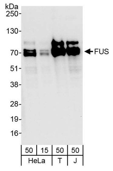 Rabbit anti-FUS Antibody