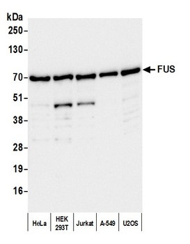 Rabbit anti-FUS Antibody