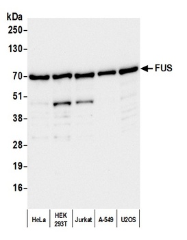 FUS Antibody