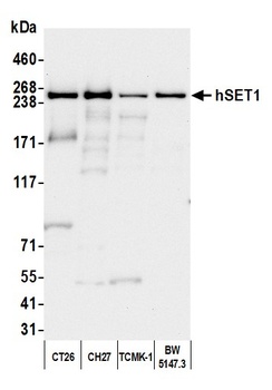 hSET1 Antibody