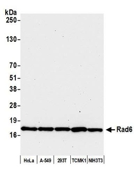 Rad6 Antibody