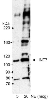 Rabbit anti-INT7 Antibody