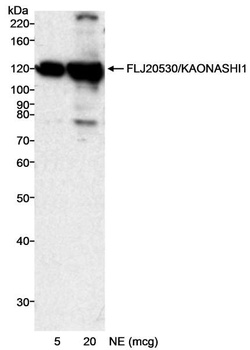 Rabbit anti-FLJ20530/KAONASHI1 Antibody