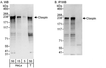 Rabbit anti-Claspin Antibody