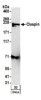 Rabbit anti-Claspin Antibody