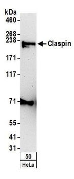 Claspin Antibody