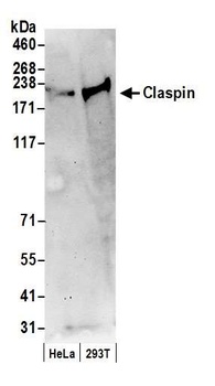 Claspin Antibody