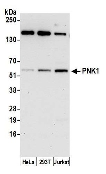 PNK1 Antibody
