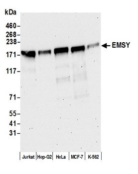 Rabbit anti-EMSY Antibody