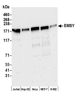 EMSY Antibody