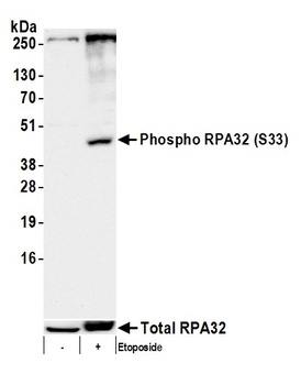 Rabbit anti-Phospho RPA32 (S33) Antibody