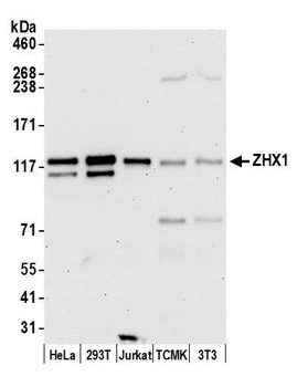 ZHX1 Antibody