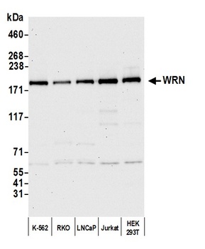 WRN Antibody