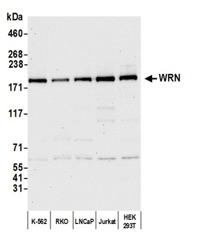 Rabbit anti-WRN Antibody