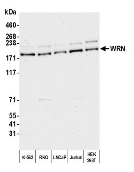 WRN Antibody