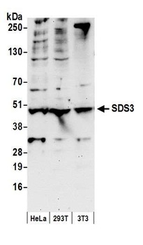 SDS3 Antibody