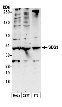 Goat anti-SDS3 Antibody
