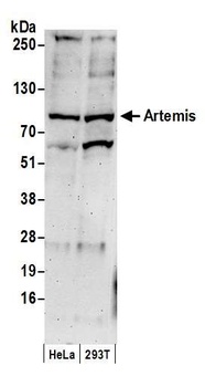 Rabbit anti-Artemis Antibody