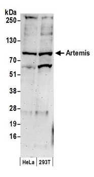 Artemis Antibody