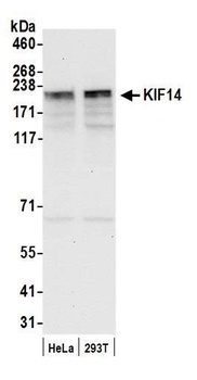 Rabbit anti-KIF14 Antibody