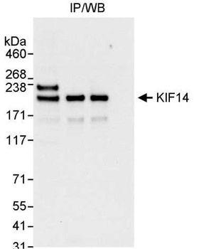 Rabbit anti-KIF14 Antibody
