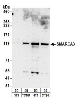 SMARCA3 Antibody
