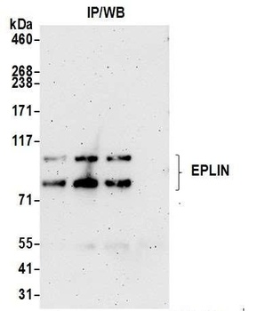 EPLIN Antibody