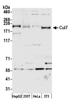 Cul7 Antibody