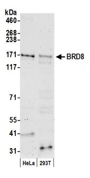 BRD8 Antibody