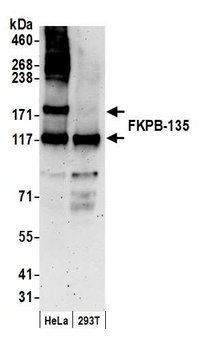 FKBP-135 Antibody