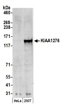 Rabbit anti-KIAA1276 Antibody