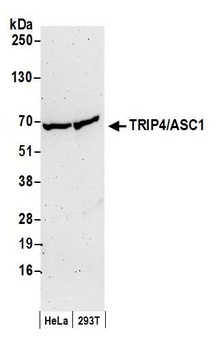 Rabbit anti-TRIP4/ASC-1 Antibody