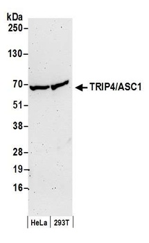 TRIP4/ASC-1 Antibody