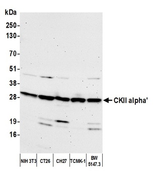 CKII alpha Antibody